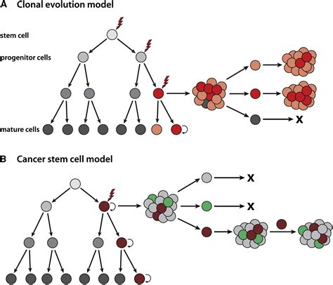 Cancer Stem Cells Current Status And Evolving Complexities Cell Stem Cell