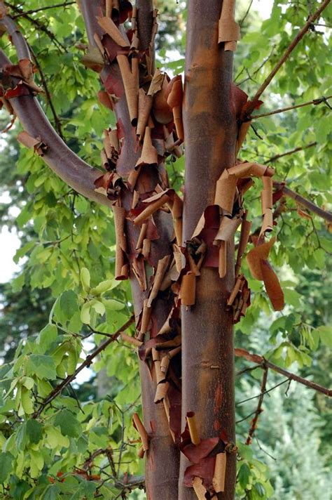 How To Plant Paperbark Maple Acer Griseum Dear Plants