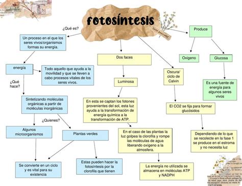 Mapa Conceptual Fotos Ntesis Udocz The Best Porn Website Hot Sex Picture