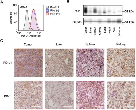 Pd L And Pd Expression In Cancer Cells And Tissues A Flow