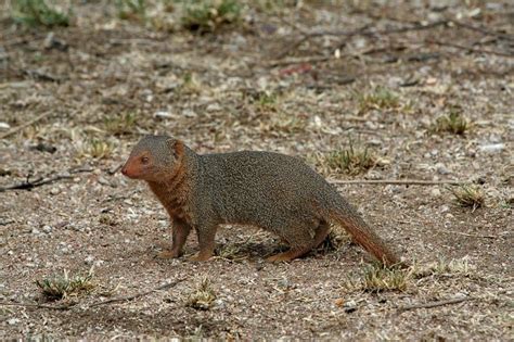 Mongoose Pictures Az Animals