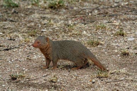 Mongoose A Z Animals