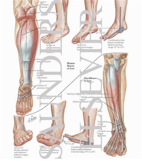 Plantar Flexors and Dorsiflexors of Foot