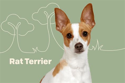 Rat Terrier Dog Breed Information And Pictures Petguide Petguide