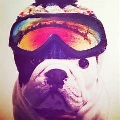 Daily Bulldog Diary The Hilarious Mishaps Of Location Eg Atlantas Cutest Pup