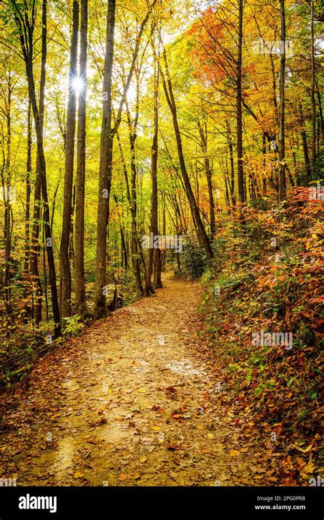 Scenic Hiking Trail In A Forest Near Asheville North Carolina Stock