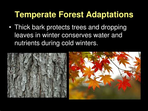 Ppt Plant Adaptations Powerpoint Presentation Free Download Id9156513