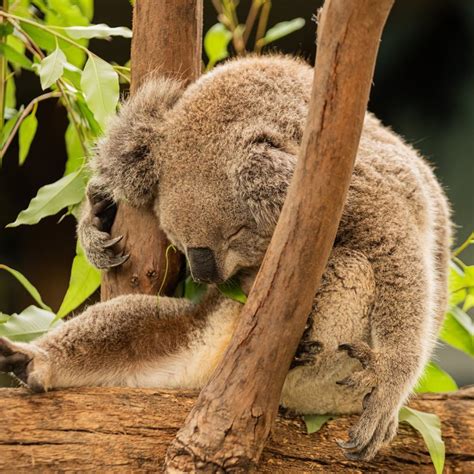 Marsupiales Qué Son Los Marsupiales Características Y Ejemplos