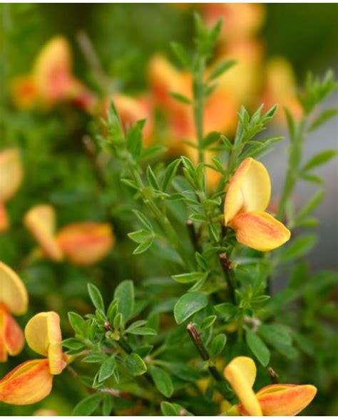 Buy Rare Unusual Exciting Plants Hayloft Cytisus X Praecox Apricot Gem