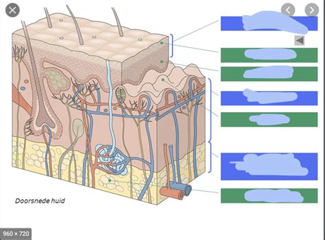 Diagram Bouw Van De Huid Quizlet