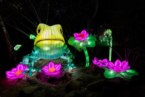 Glowfari 2023: Oakland Zoo's Gorgeous Animal Lantern Festival