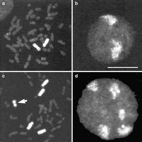 Chromosome territories demonstrated by chromosome painting. Chromosome ...