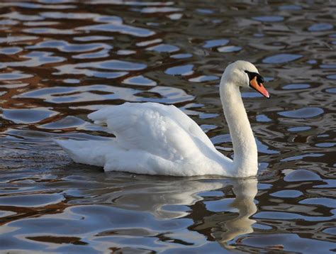 Denmark The Mute Swan Cygnus Olor It Is Native To Much Of Europe And Asia And As A Rare