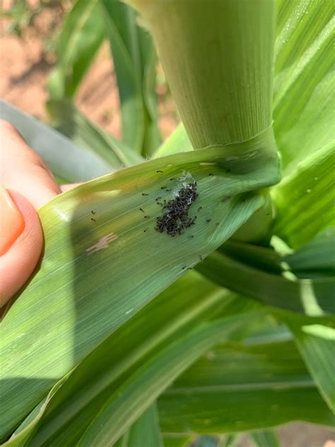 Fall Armyworm Numbers Surge In The South Plains Texas Corn Producers