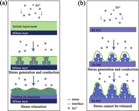 Schematic Illustrations Of Zn Plating Mechanism On Zngain Mxene Anode