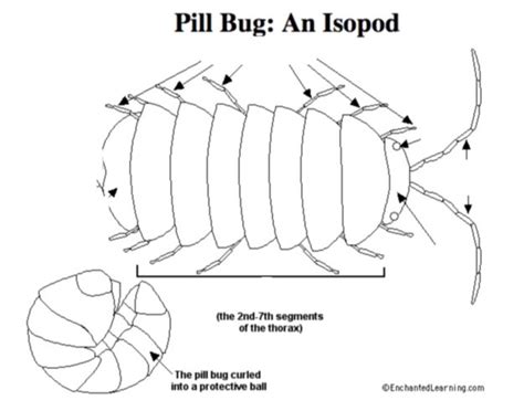 Pill Bug - Ecosystems Diagram | Quizlet