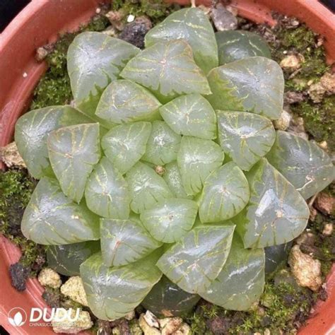 Haworthia Cooperi Var Truncata Clustering Plants China Wholesale