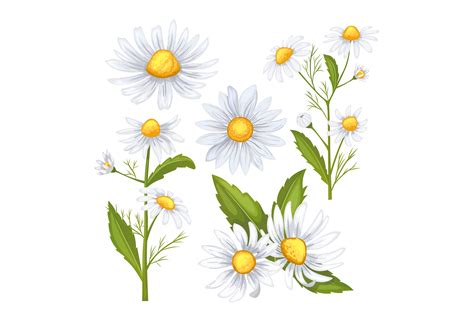 Daisy Flower Set Cartoon Vector Graphic By Pikepicture Creative Fabrica