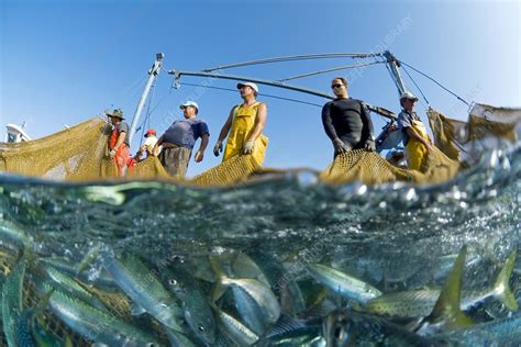 Mackerel Being Caught Stock Image C010 9217 Science Photo Library