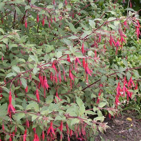 FUCHSIA 'RICCARTONII' - Houtmeyers Plantencentrum en Boomkwekerij Laakdal
