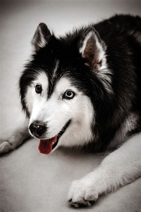 Alaskan Malamute Blue Eyes