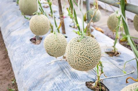 Plantas De Melones De Mel N Japoneses Verdes Frescos Que Crecen En Un