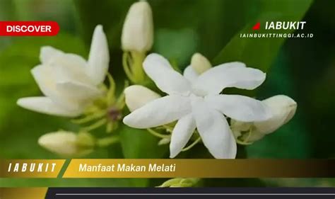 Intip 7 Manfaat Makan Melati Yang Bikin Kamu Penasaran Discover