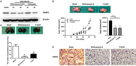 Treatment Of Mithramycin A And T Decreases Mmp Expression Lung