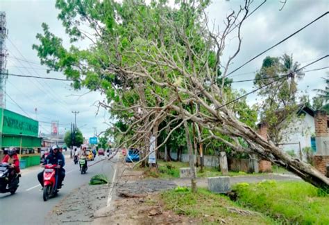 Pohon Tumbang Tutupi Ruas Jalan Endro Suratmin Sukarame WartaLampung Id