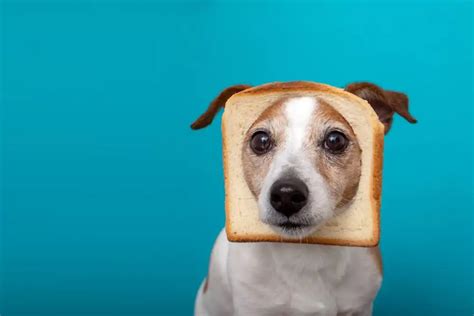 Les Chiens Peuvent Ils Manger Des Amandes Les Amandes Sont Elles Sans