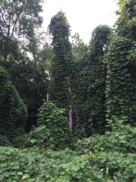 The Invasion Of Kudzu North Carolina Travel