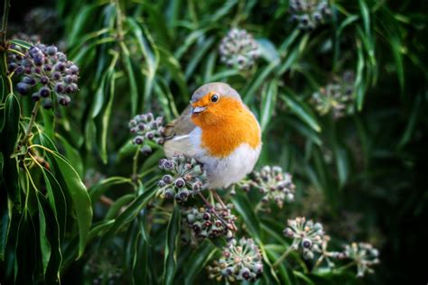 Banco de imagens natureza ramo pássaro plantar flor animais