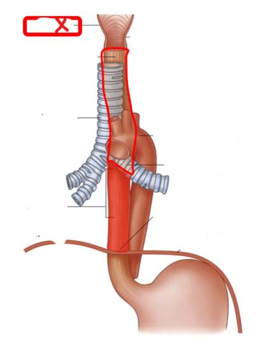 Esophagus Stomach Spleen Liver And Gall Bladder Flashcards Quizlet