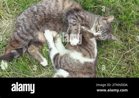 Two Cats Loving Each Other Cat Loves Beautiful Couple Of Cats Who