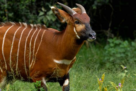 5 More Critically Endangered Mountain Bongos Released Into The Wild In