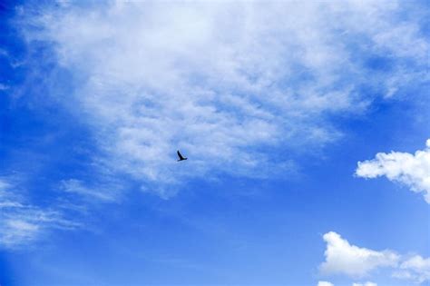 P Jaros Volando En El Cielo Y Las Nubes Cielo Y P Jaros Voladores