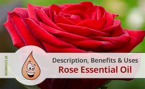 Rose Essential Oil. Description, Benefits & Uses | Rose essential oil ...