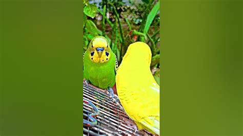 Budgie birds Singing and talking!!! - YouTube