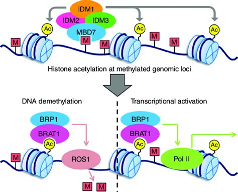 | Proposed model for the function of BRAT1 and BRP1 in DNA