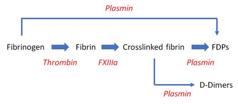 What Are D Dimers • The Blood Project