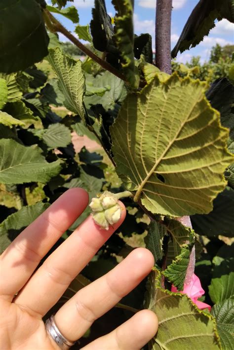 June Ontario Hazelnut Crop Update Onspecialtycrops