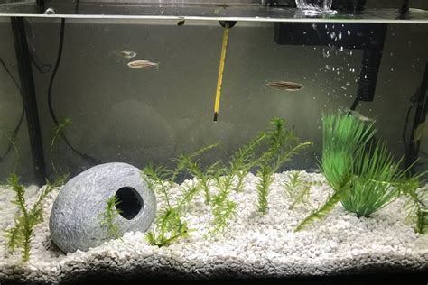 Ghost Shrimp Care Guide (All You Need to Know) - FishLab