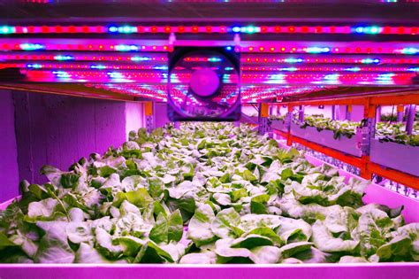 4 Facts You Need To Know About Vertical Farming Led Lighting