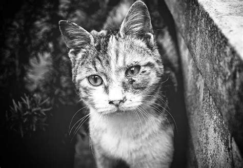 El Abandono De Mascotas En México