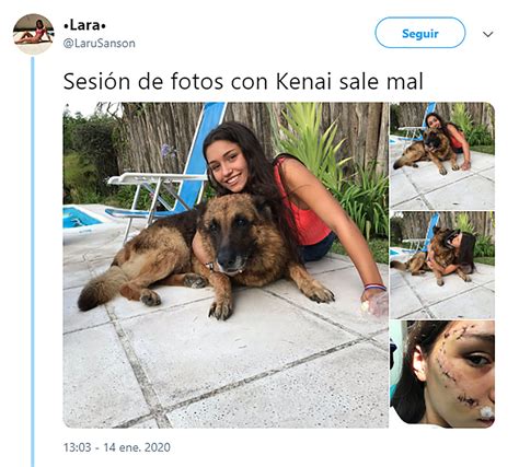 Cómo Entender El Lenguaje Corporal De Un Perro Para Evitar Ataques