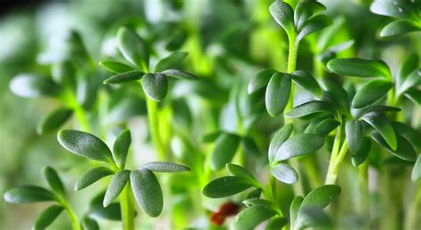 Plants Can Pass Down Epigenetic Memories Genetics And Genomics