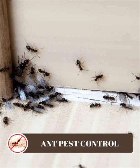 Ant Pest Control Services At Rs 1sq Ft Ants Pest Control Service