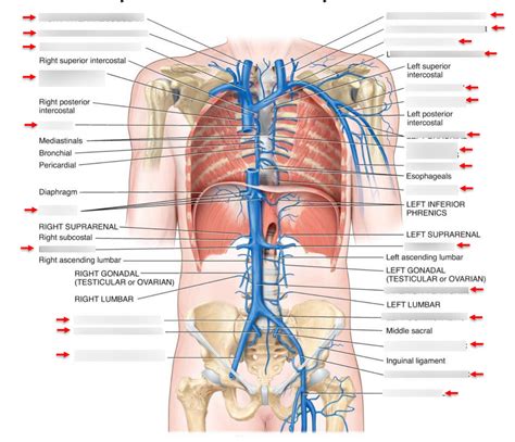 Major Systemic Veins Of The Thorax Abdomen And Pelvis Diagram Quizlet