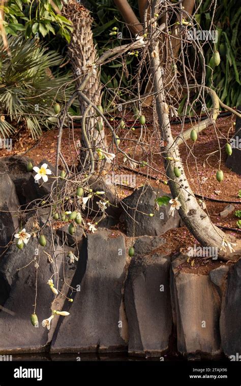 Strangely Beautiful Kapok Tree Ceiba Pentandra And Flowers Stock