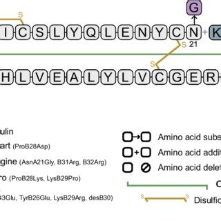 Amino Acid Sequence Of Human Insulin And Insulin Analogues Single Chain